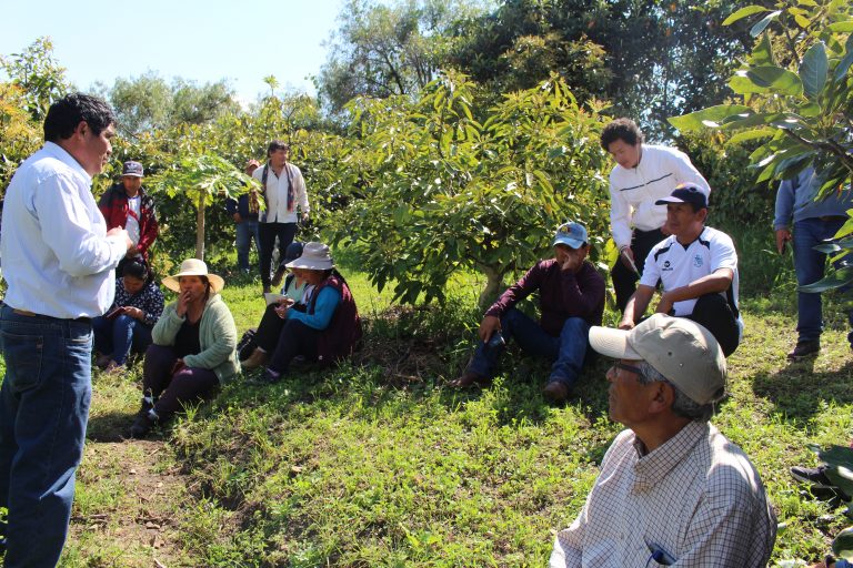 Madre Coraje y la AACID apoyan el emprendimiento de casi 400 familias peruanas dedicadas a la miel, el cuy y el aguacate